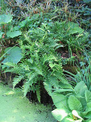 Blechnum_spicant_fars.jpg