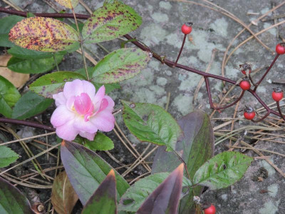 DSCN2522.JPG