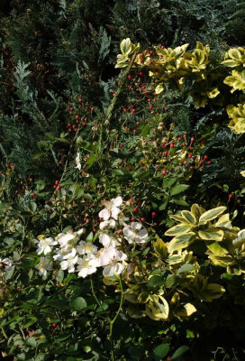 Rosa_multiflora_nana.14-2.jpg