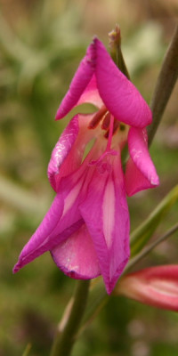 Glad.LaGomera-Bluete.JPG