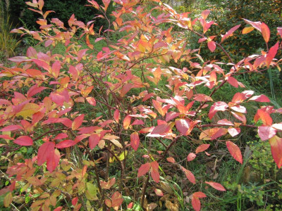 Vaccinium 151018.jpg
