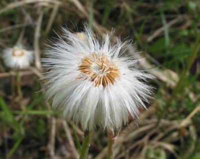 WILD_SW_SO_0705_I.jpg