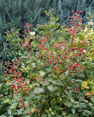 Rosa_multiflora_nana.15-3.jpg