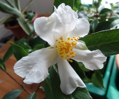 Camellia.jpg