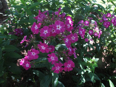 phloxwennschon.img.JPG