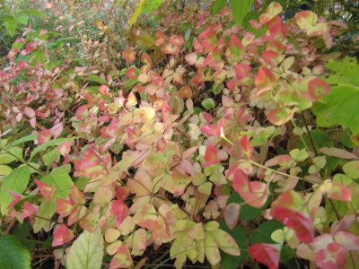 Euphorbia dulcis 'Chamaeleon' 151018.jpg