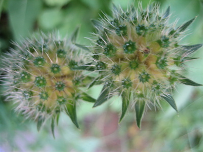 Skabiose_Feld-Witwenblume_Knautia_arvensis_Fruchtstand_.jpg