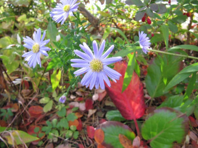 Blassblau 151018.jpg