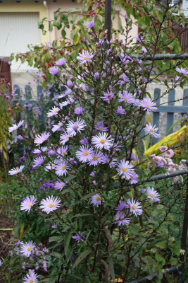 Aster_laevis-Sämling.15-1.jpg