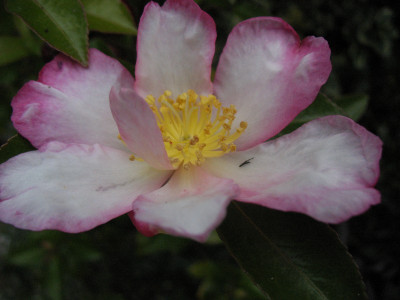 Camellia sasanqua ...  13.10.15 004.jpg