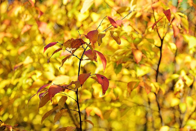 _DSC5096.jpg