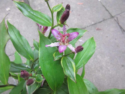 Tricyrtis pan.jpg