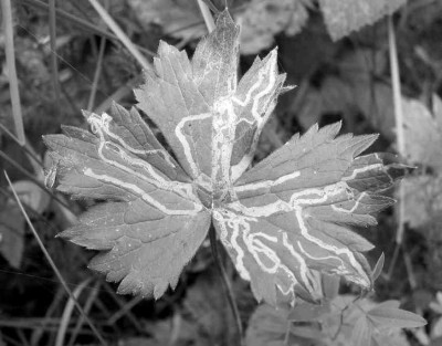 BLATT_SW_SO_1308_I.jpg