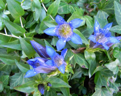 13.8.06._Gentiana_heisseri_003.JPG