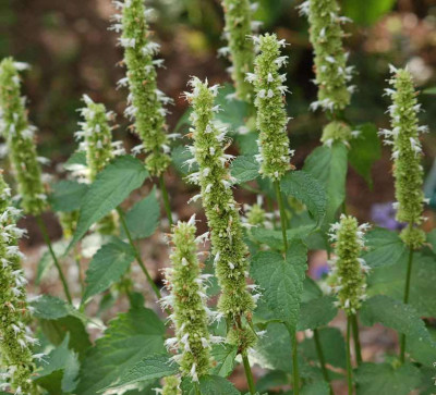 Agastache-Alabaster.jpg