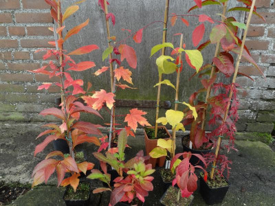 Sämlinge Herbst 2015.JPG