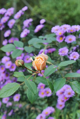 rose claire austin knospe okt15.JPG