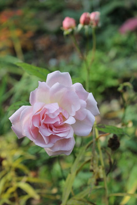 rose arethusaokt 15.JPG