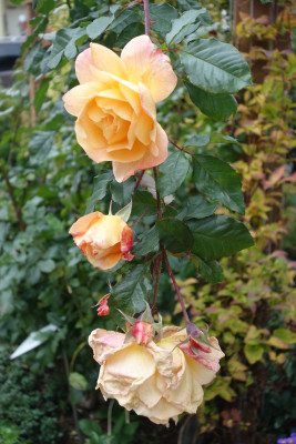 Rose-Westerland.15-4.jpg
