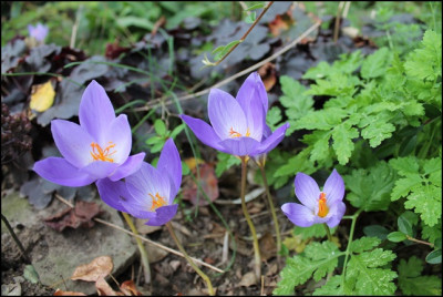 crocus sativus.JPG