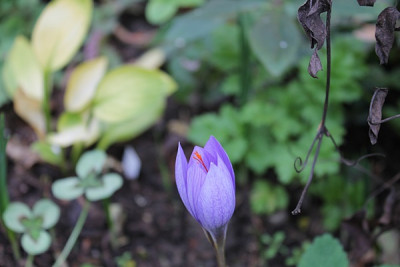crocus sativus okt15.JPG