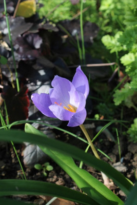 Crocus speciosus.JPG