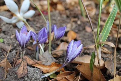crocus cancellatus.JPG