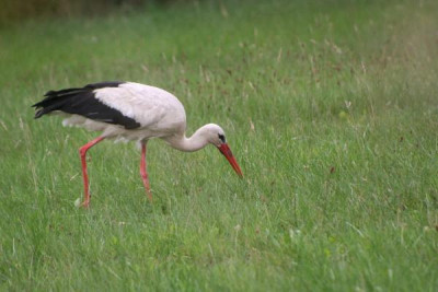 Storch-Aug06-01.jpg
