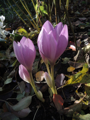 DSCN8422_972.JPG