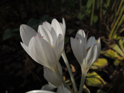 DSCN8424_973.JPG