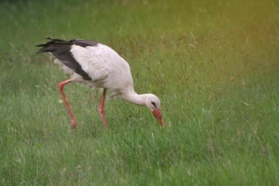 Storch-Aug06-02.jpg