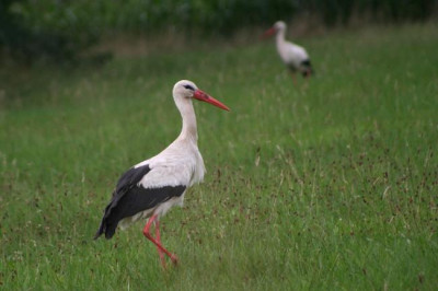 Storch-Aug06-03.jpg