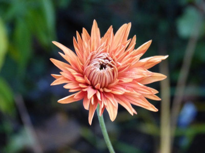 2015-10-21 Chrysanthemum 'Paul Boissier'.jpg