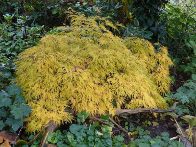 2015-10-21 Acer palmatum 'Dissectum'.jpg