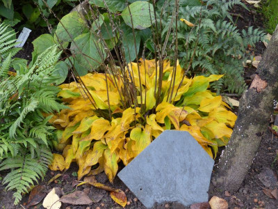 2015-10-21 Hosta 'Harry van Trier'.jpg