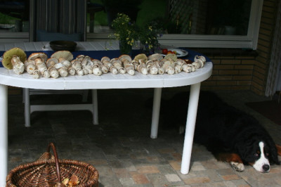 Pilzsaison-2006-01.jpg