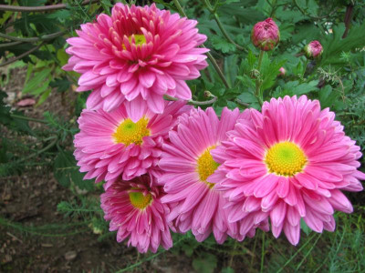 chrys rosenmarguerite 2007-10-12 (2).JPG