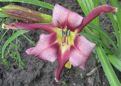 210-1087ab_IMG.jpg
