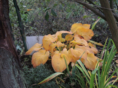 DSCN8397_976.JPG