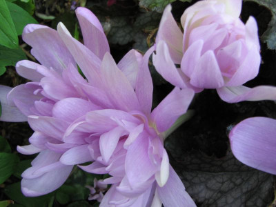 colchicum waterlily 2007-09-14.JPG