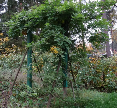 wisteria01.jpg