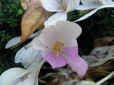 GidW_DSCN5335.JPG
