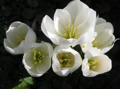 GidW_colchicum speciosum ALBUM.JPG