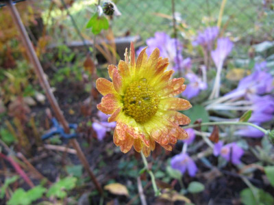 Chrysantheme 'Dernier Soleil' 151023.jpg