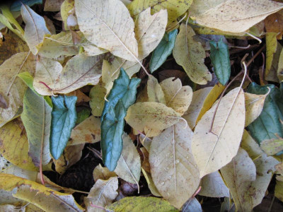 Cyclamen Laub 151023.jpg