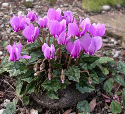 Cyclamen hederifolium 23.10.15.JPG