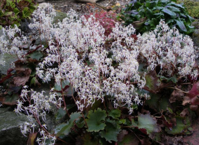 Saxifraga cortusifolia var. fortunei Rubifolia 23.10.15.JPG