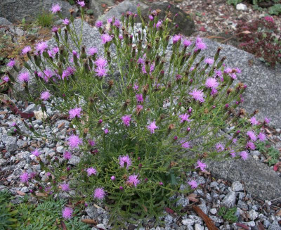 Serratula seoanei 23.10.15.JPG