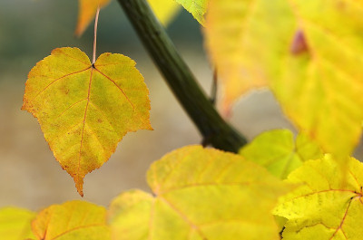 _DSC5126.jpg