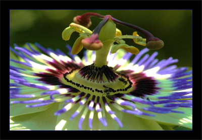 Passiflora_1_13-08-2006.jpg